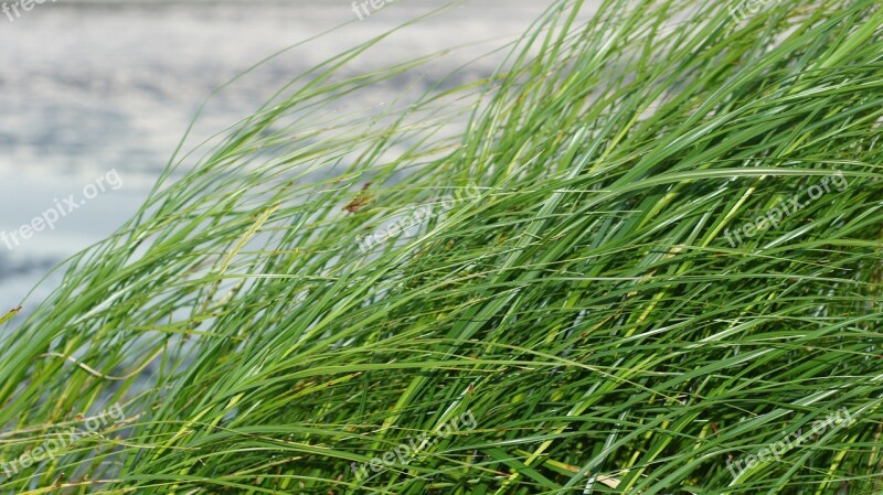 Grass Watts North Sea Wadden Sea Green