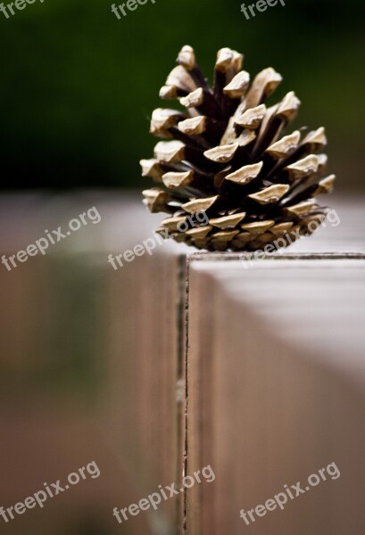 Pinecone Green Cone Silhouette Plant