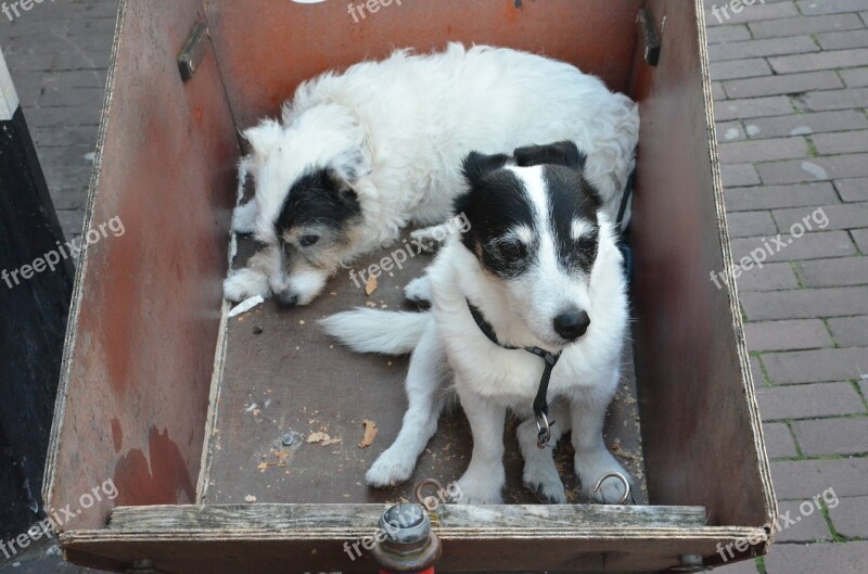 Dogs Black White Pet Animal