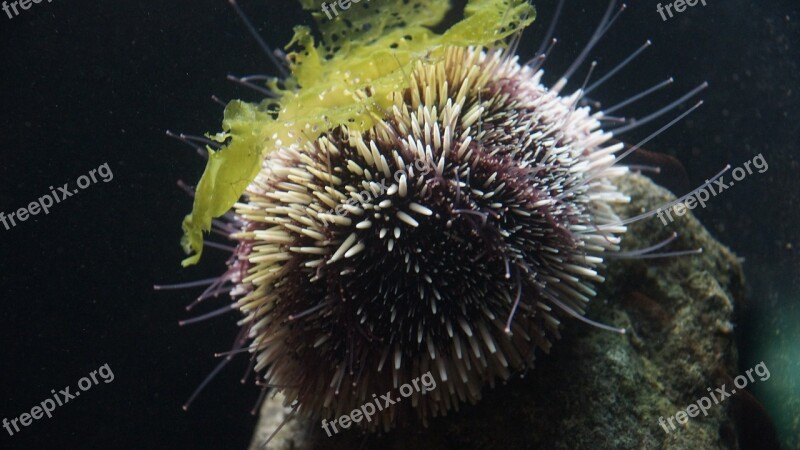 Sea Urchin Sea Hedgehog Ocean Marine Life