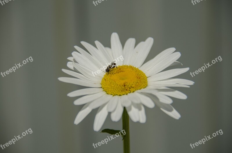 Daisy Flower White Flowers Chamomile