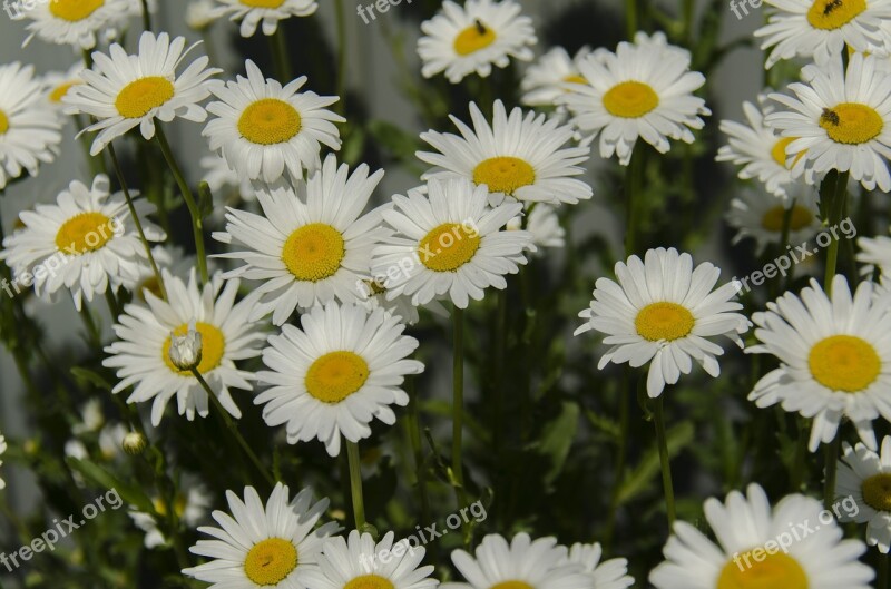 Chamomile Daisy Flowers White Bloom