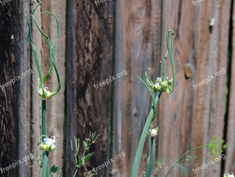 Onion Plant Blooms The Ovary Summer