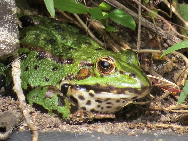 Frog Nature Animal Free Photos