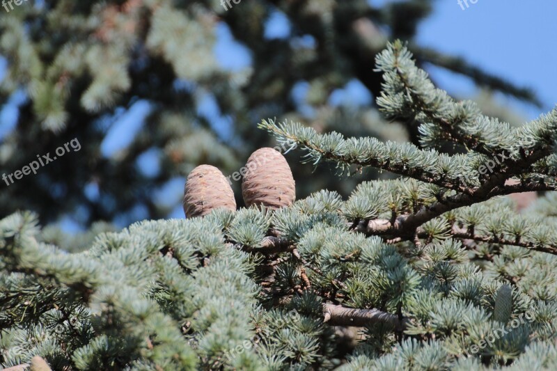 Tap Pine Cones Larch Cones Conifer Larch Larix