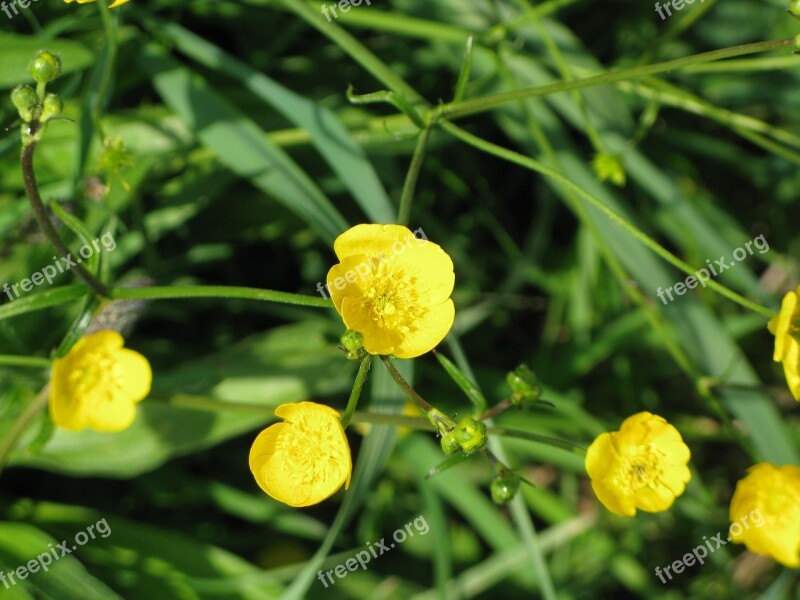 Buttercup Yellow Meadow Summer Blossom