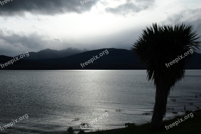 Palm Silhouette Lake Grey Light