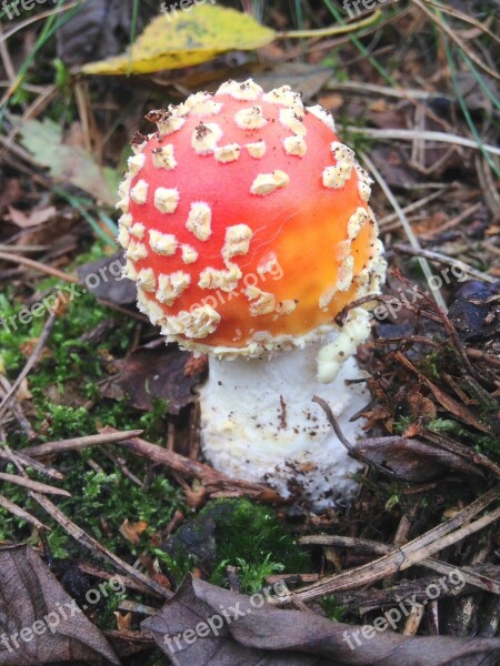 Mushroom Autumn Nature Forest Red With White Dots