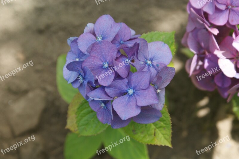 Hortensia Flower Garden Free Photos