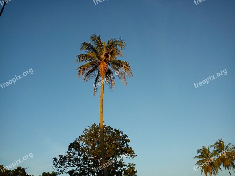 Coconut Tree Nature Blue Sky Coconut Tree