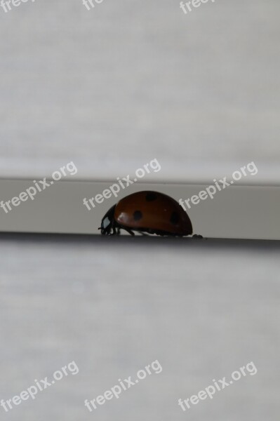 Crack Ladybug Beetle Hidden Insect