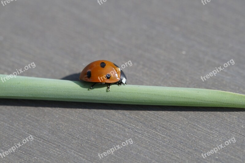 Ladybug Beetle Insect Red Points