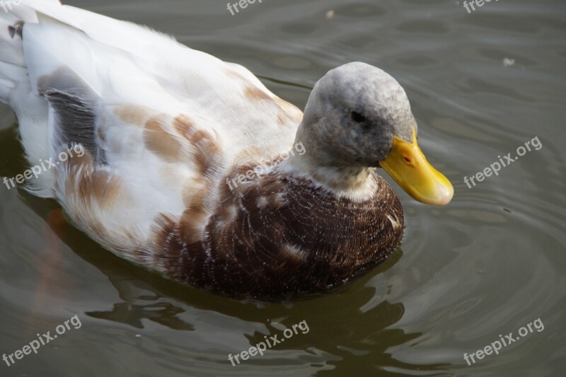 Duck Drake Water Swim Water Bird