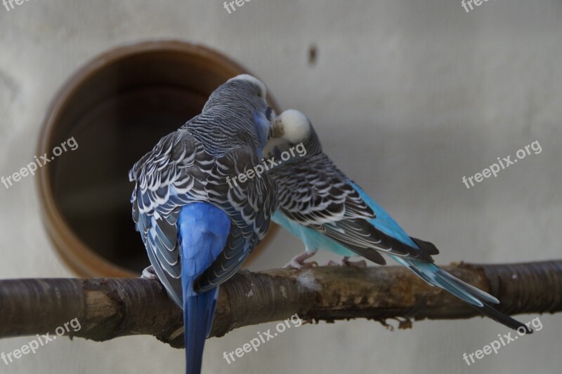 Budgerigars Parakeets Pets Animal World Small Parrot