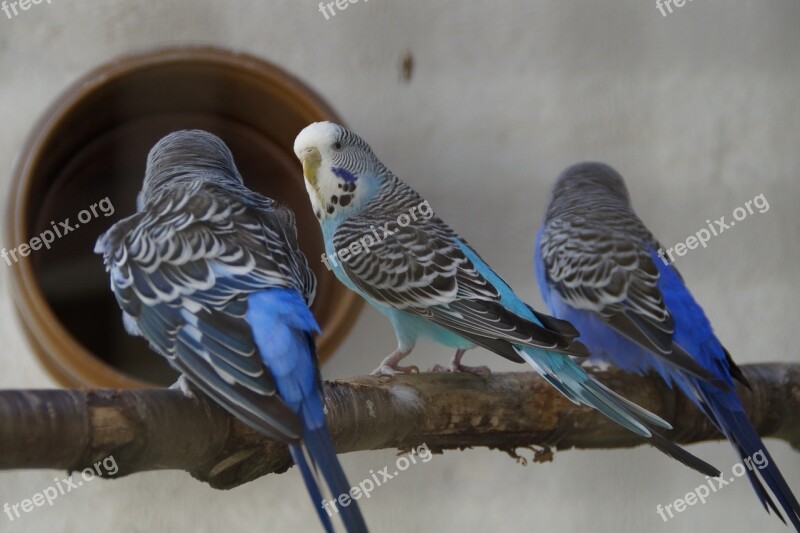 Budgerigars Parakeets Pets Animal World Small Parrot