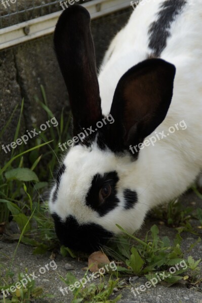 Stall Hase Hare Black And White Nager Ears