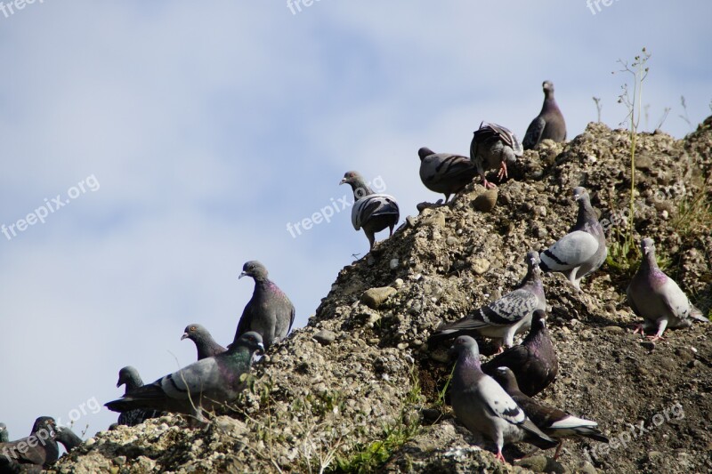 Pigeons Meeting Many Mass Quantitative