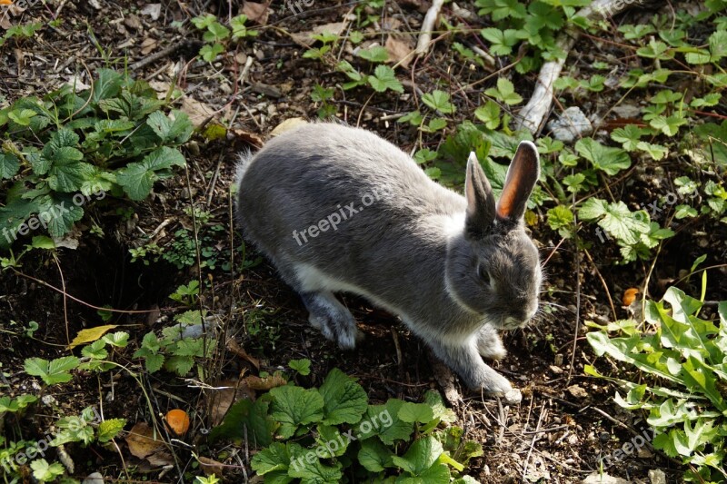 Hare Bunny Rabbit Pet Dwarf Rabbit