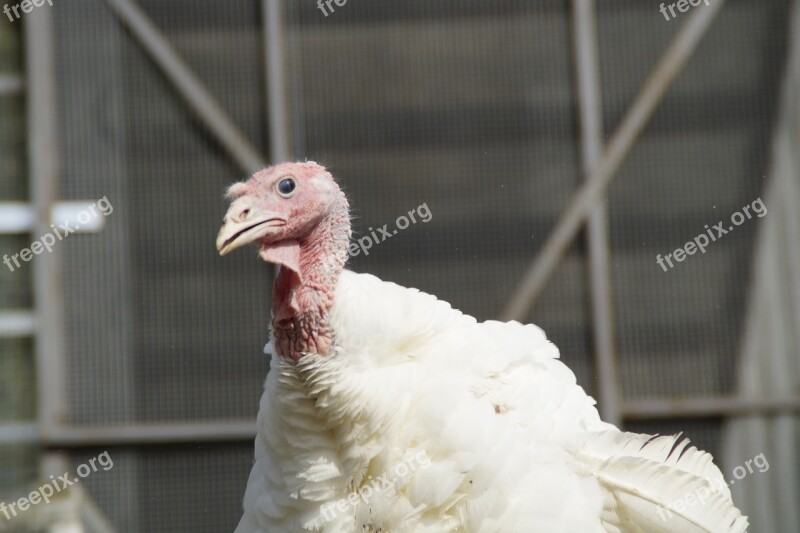 Puter Turkey Poultry Bird Poultry Farm