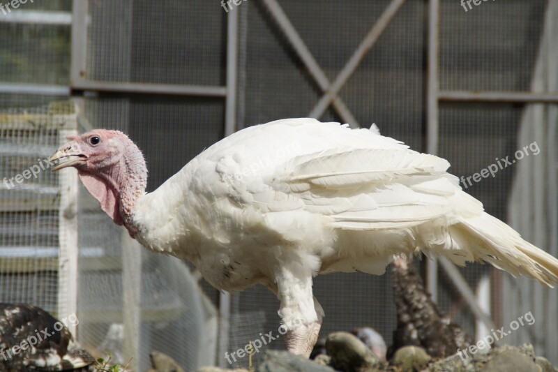 Puter Turkey Poultry Bird Poultry Farm