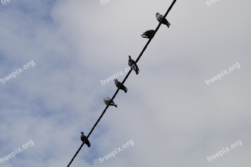 Pigeons Power Line Sit Collect Birds