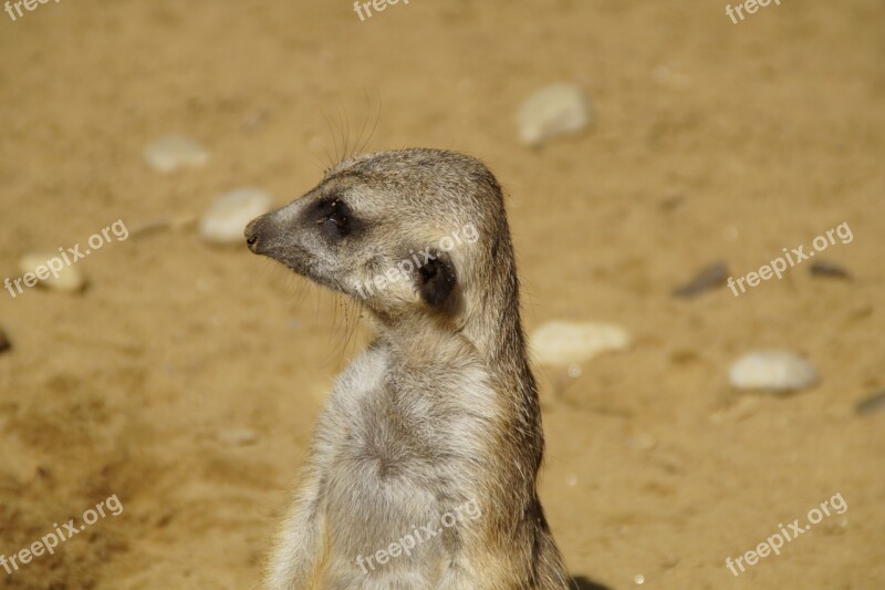 Meerkat Portrait Head Keep An Eye Out Guards