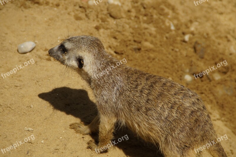 Meerkat Animal Fur Free Photos