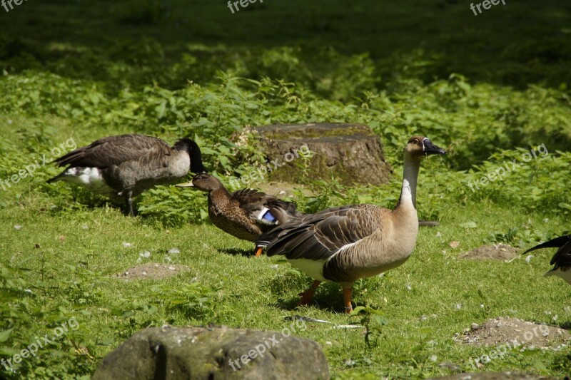 Goose Duck Water Bird Bird Meadow