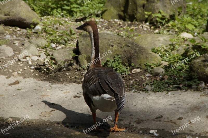 Goose From The Rear Move Shadow Water Bird