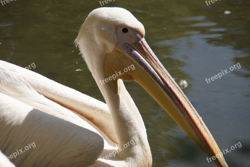 Pelikan Head Close Up Bird Bill