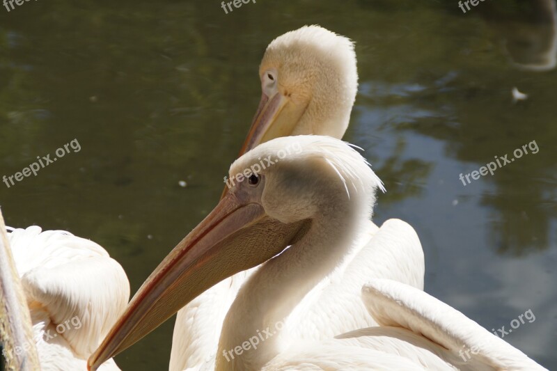 Pelikan Head Close Up Bird Bill