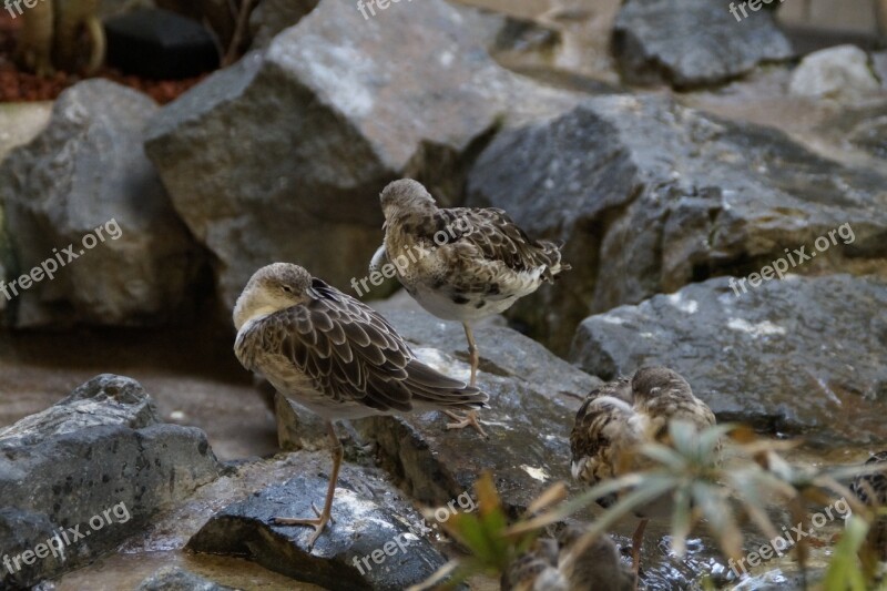 Birds Waders Waterfowl Sleep Rest