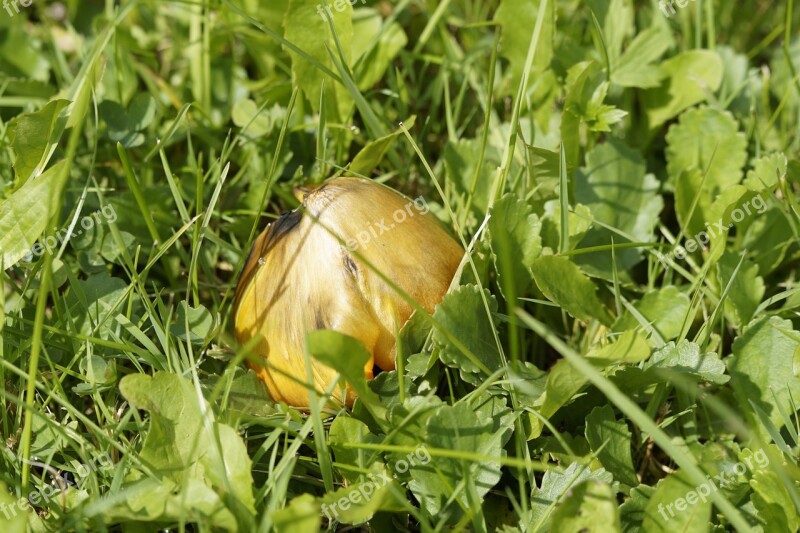 Mushroom Hidden Grass Autumn Grow