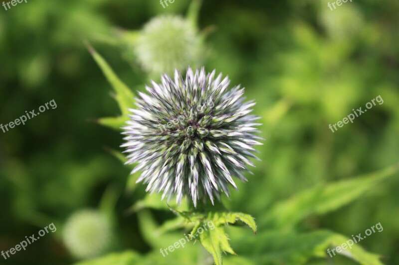 Thistle Prickly Spiny Spur Free Photos