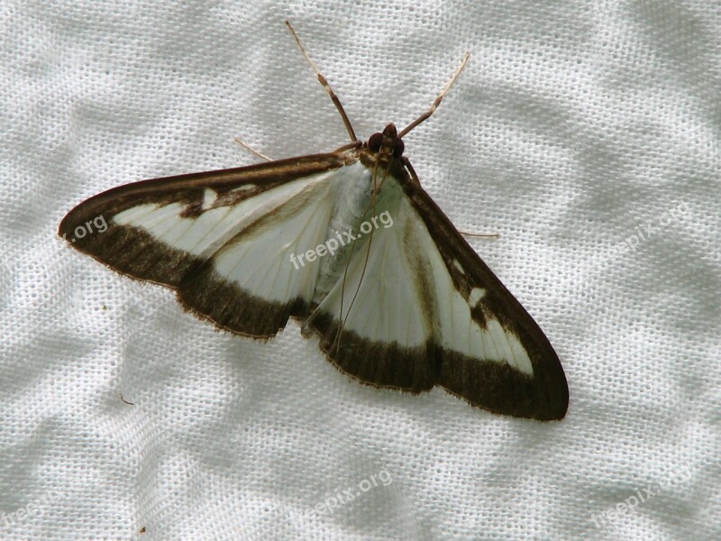 Butterfly Boxwood Borer White Black Fabric