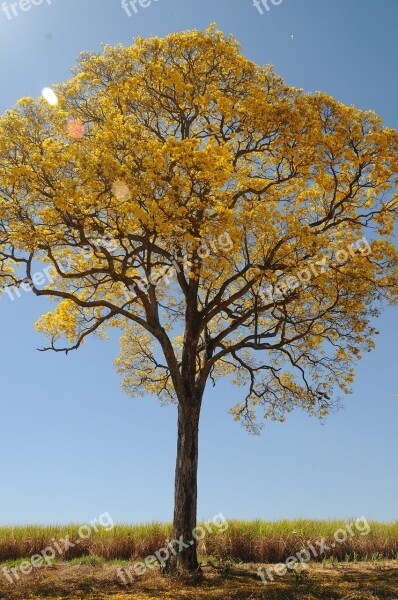 Tree Yellow Spring Farm Beautiful