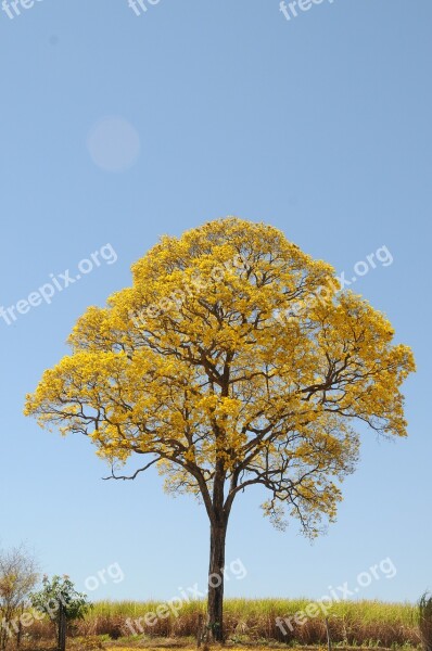 Tree Yellow Spring Farm Beautiful