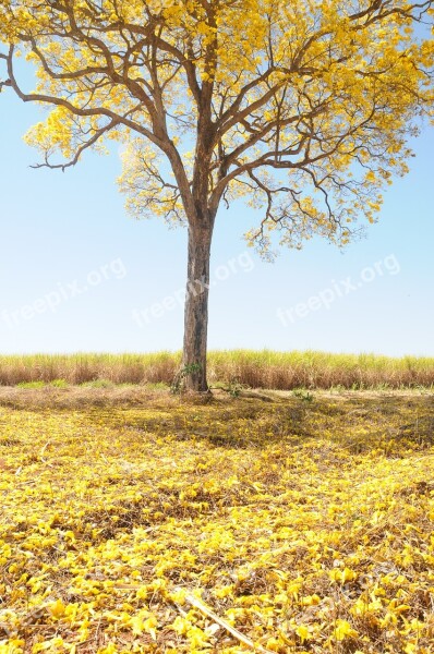 Tree Yellow Spring Farm Beautiful