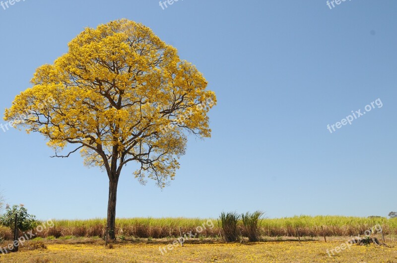 Tree Yellow Spring Farm Beautiful