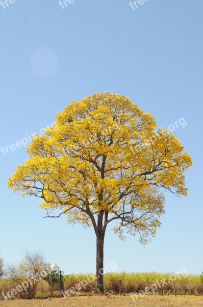 Tree Yellow Spring Farm Beautiful