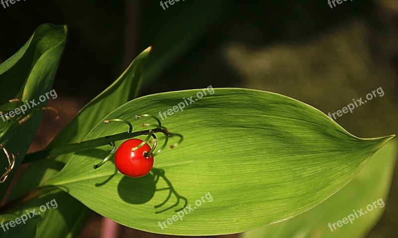 Lily Of The Valley The Fruit Of Lily Of The Valley Autumn Red Jagoda