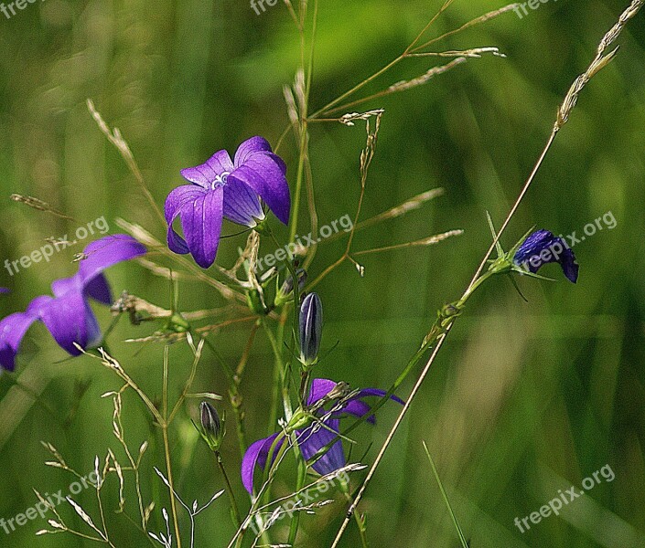 Campanula Patula Flowers Wildflowers Meadow Nature Flora