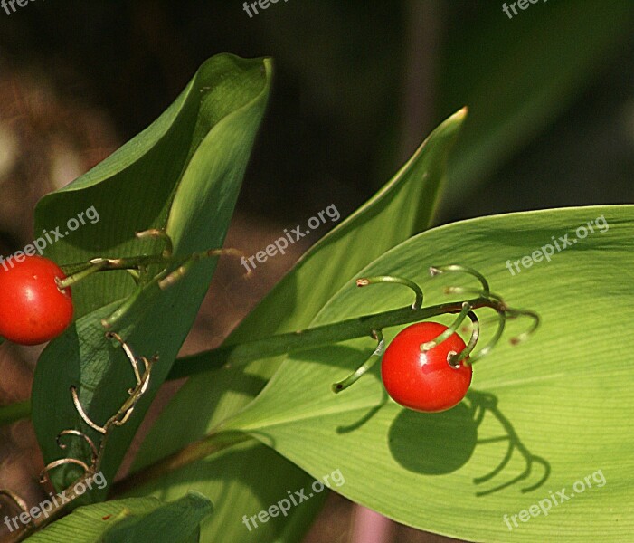 Lily Of The Valley Fruit Autumn Red Fruiting