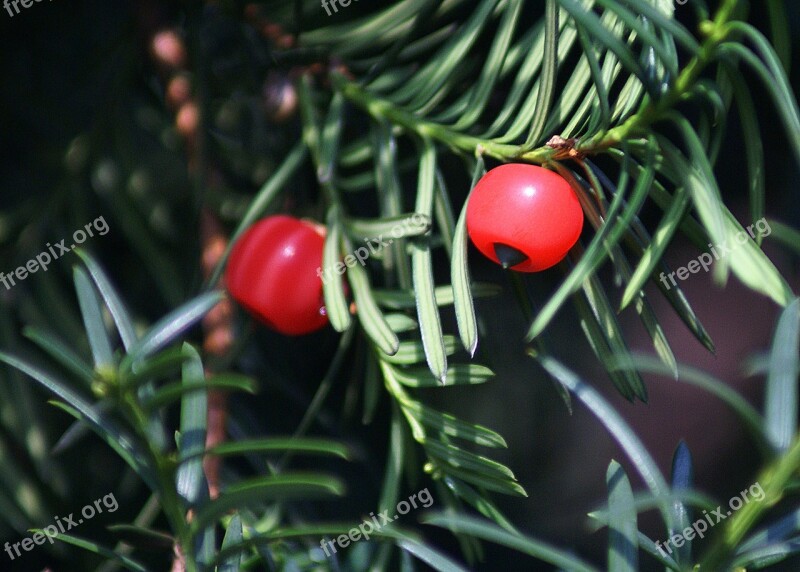 Cis Fruit Red Coniferous Bush