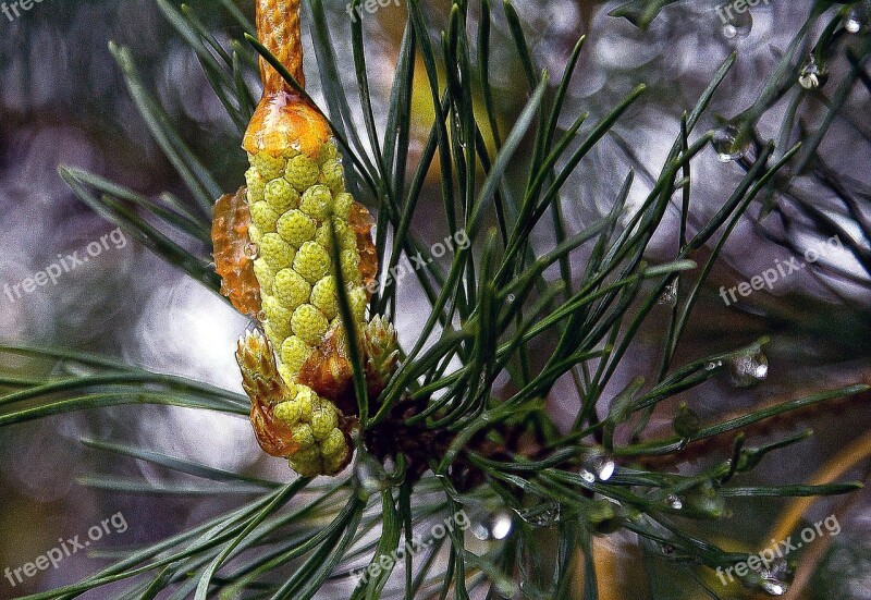 Pine Male Flower Pine Needles Iglak Branch