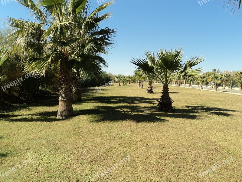 Palmenhein Palm Trees Turkey Antalya Plant