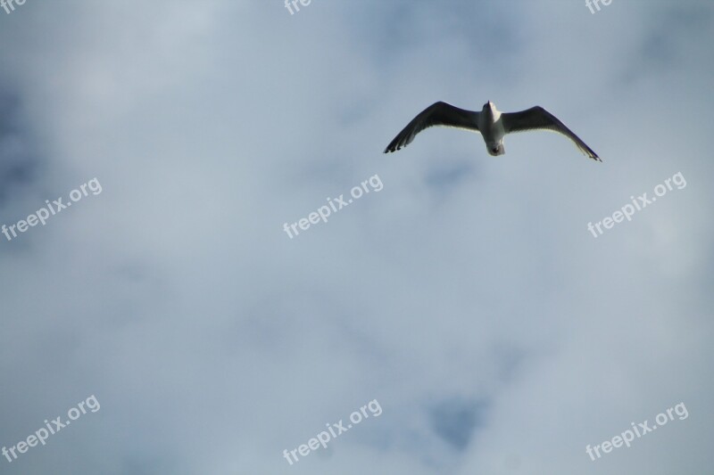 Seagull Grey Sky Bird White