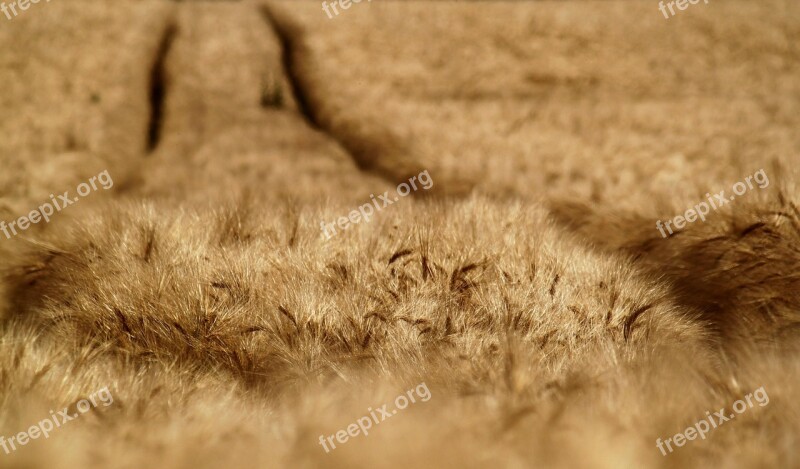 Cornfield Field Cereals Summer Agriculture