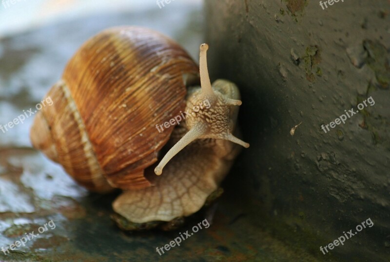 Snail Shell Animal Mollusk Probe