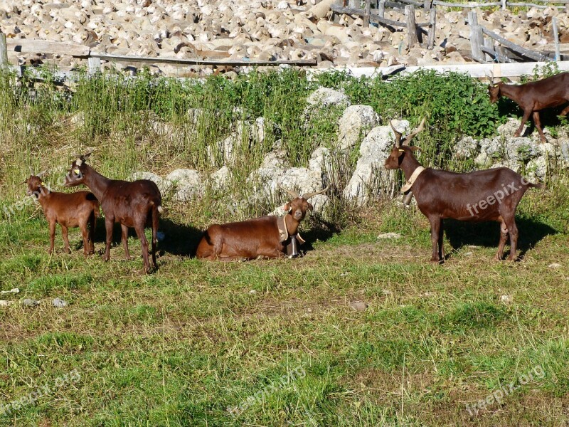 Animals Goats Sheep Meadow Mountain